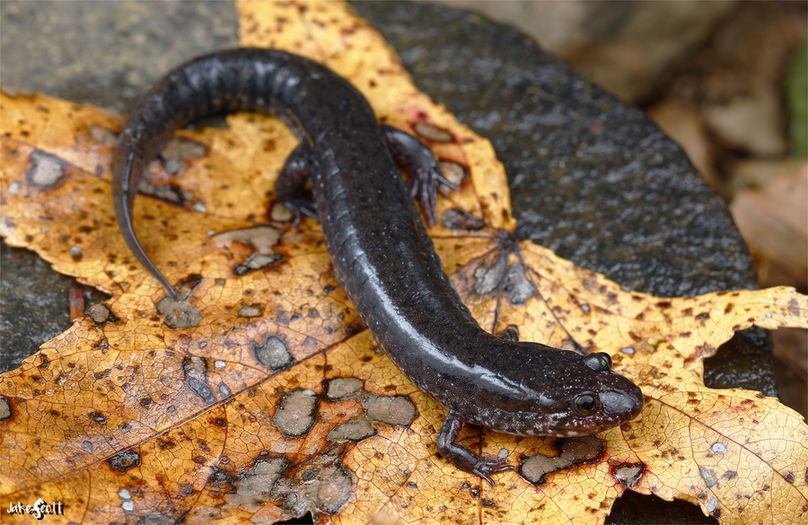 Desmognathus lycos Desmognathus lycos