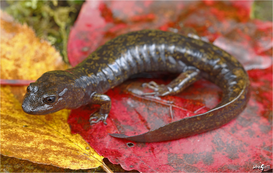Desmognathus marmoratus Desmognathus marmoratus