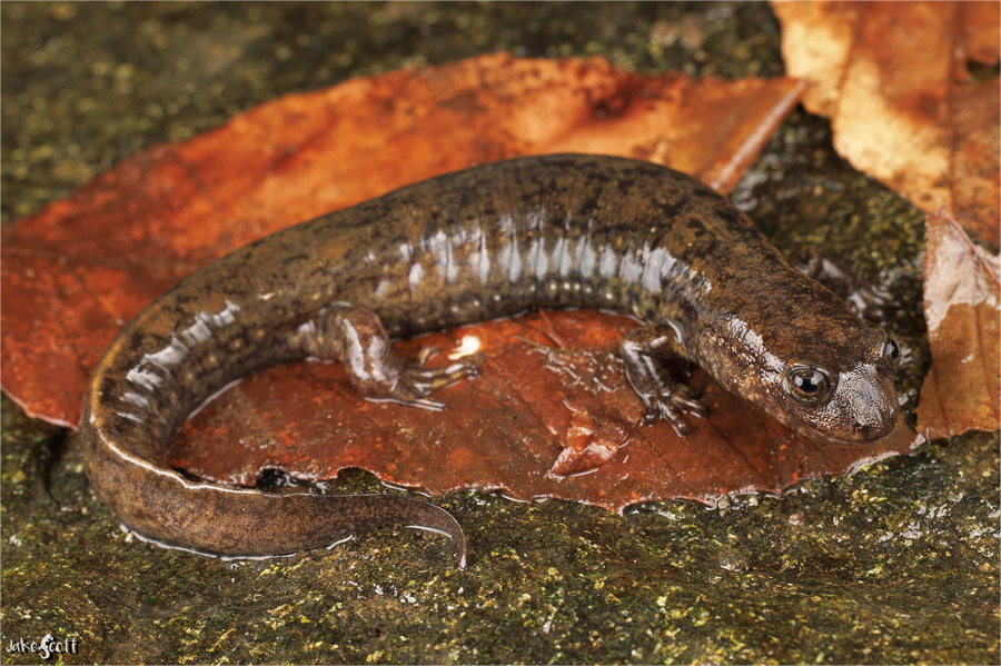 Desmognathus mavrokoilius Desmognathus mavrokoilius