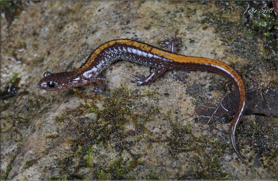 Plethodon angusticlavius Plethodon angusticlavius
