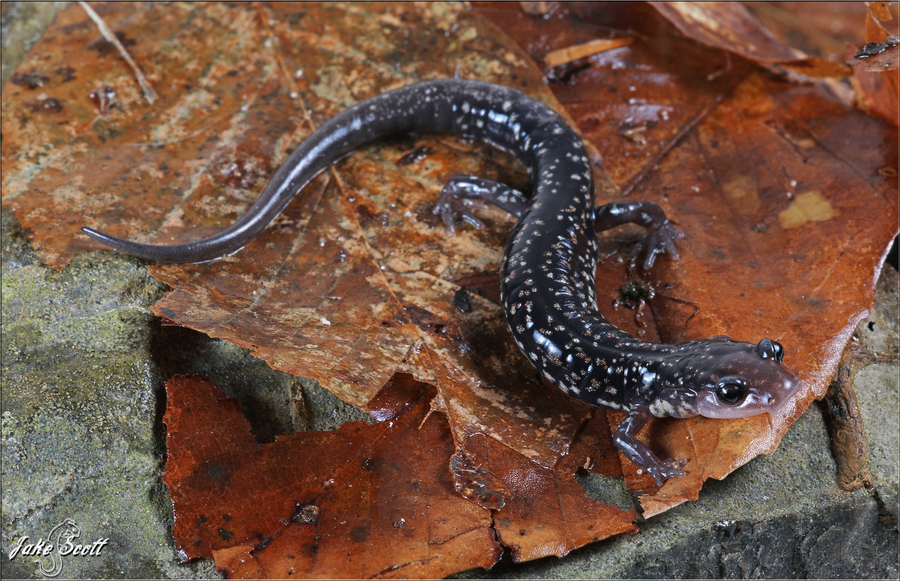Plethodon caddoensis Plethodon caddoensis
