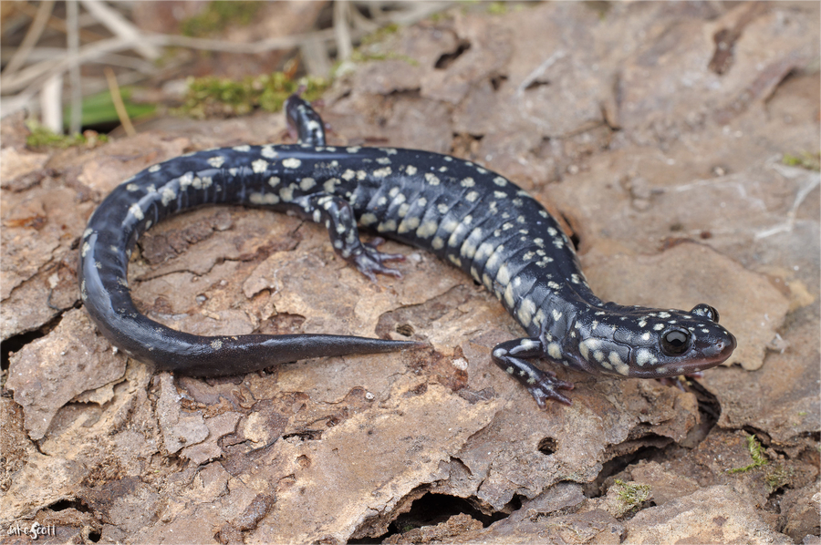 Plethodon kisatchie Plethodon kisatchie