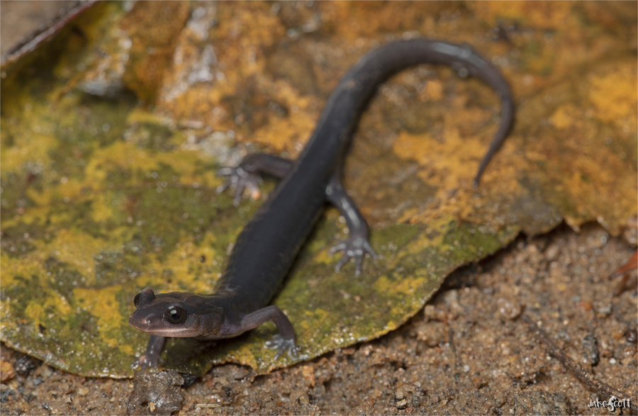 Plethodon meridianus Plethodon meridianus