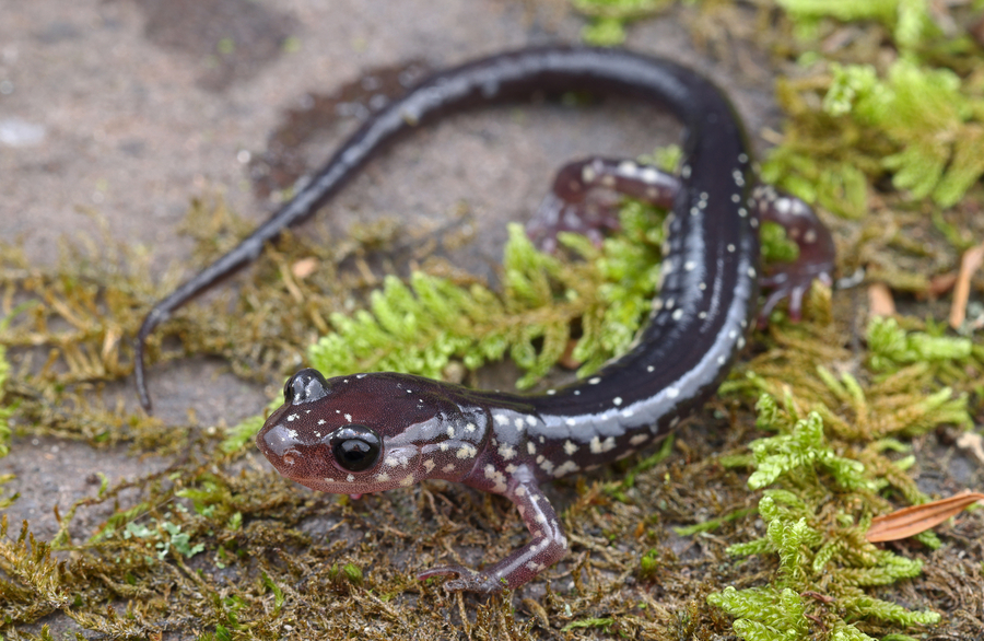 Plethodon punctatus