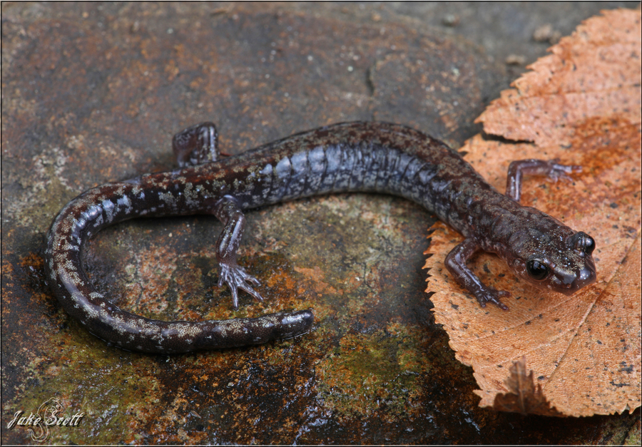Plethodon sherando Plethodon sherando