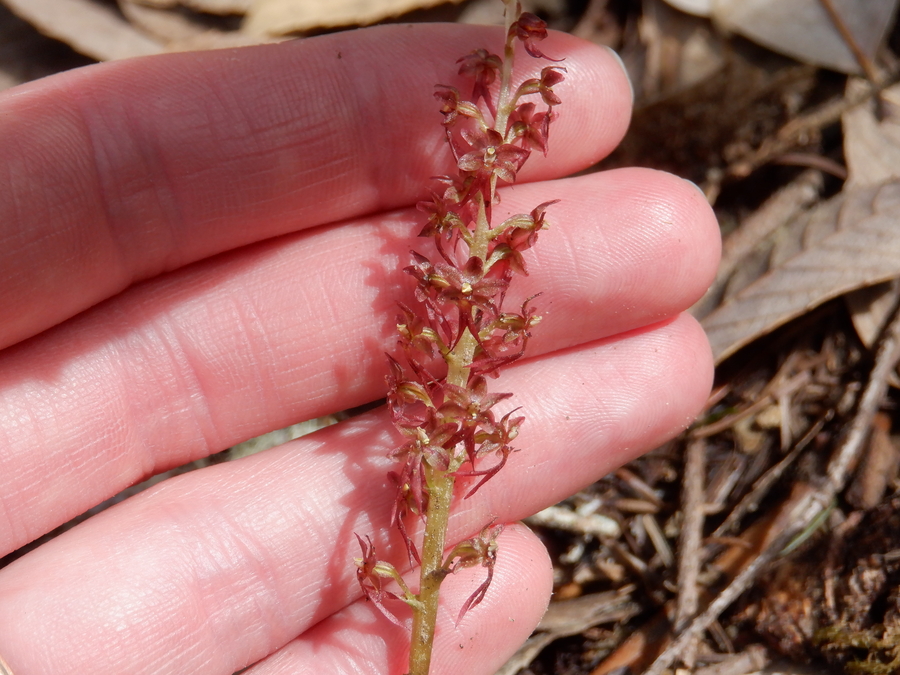 Listera cordata