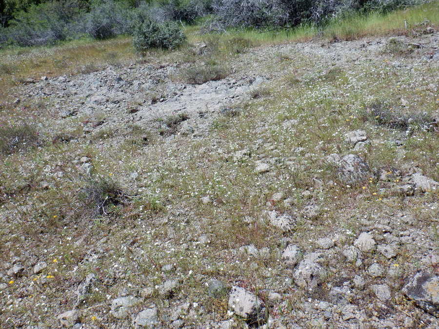 Cryptantha crinita Cryptantha crinita