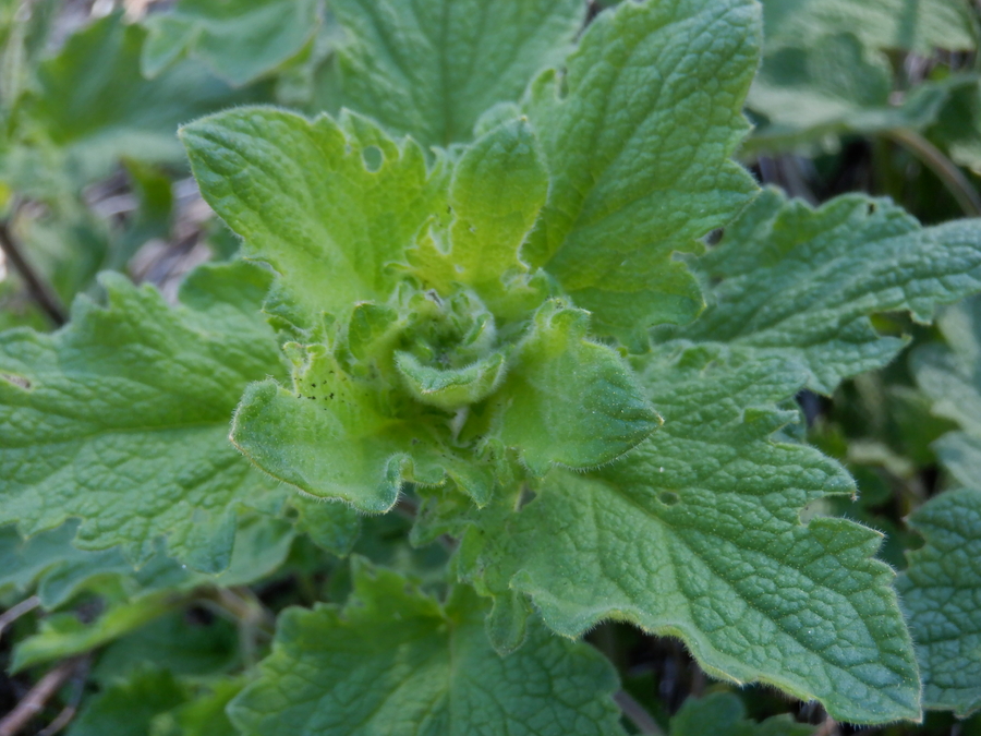 Phacelia damnationensis Phacelia damnationensis