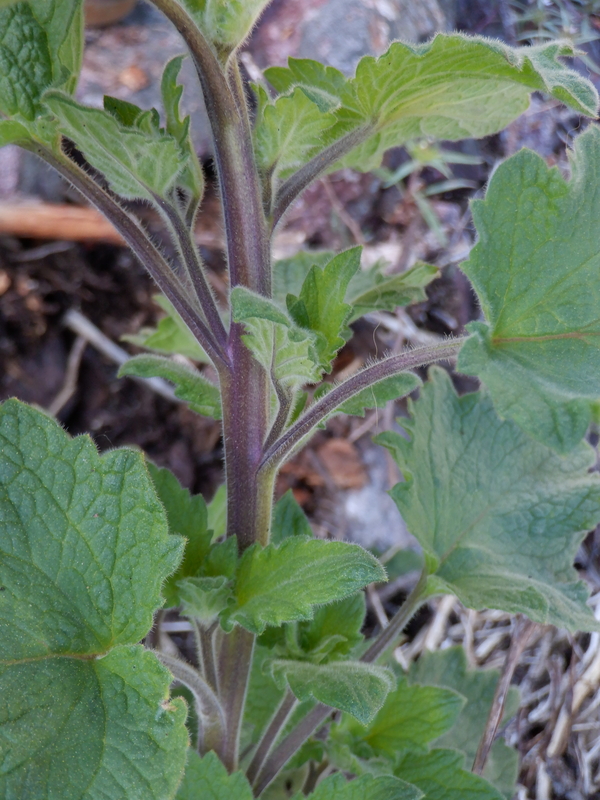 Phacelia damnationensis Phacelia damnationensis