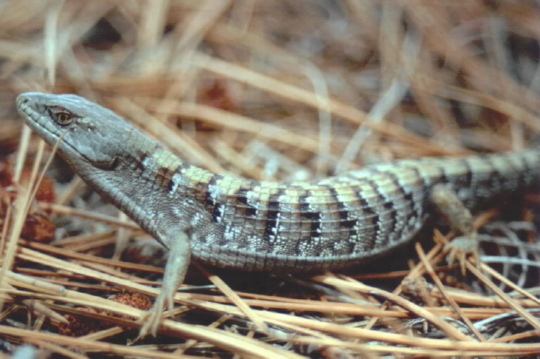 Elgaria multicarinata