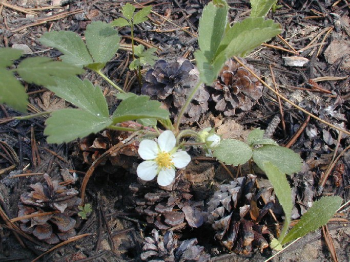 Fragaria virginiana