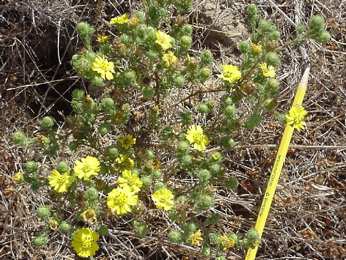 Deinandra increscens ssp. villosa Deinandra increscens ssp. villosa