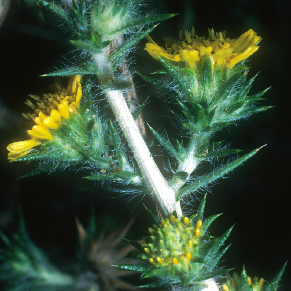 Hemizonia parryi ssp. congdonii