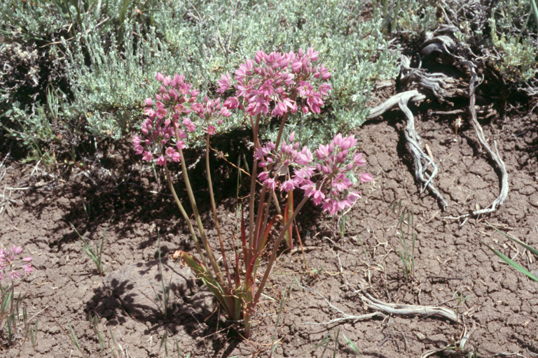 Allium bisceptrum var. bisceptrum