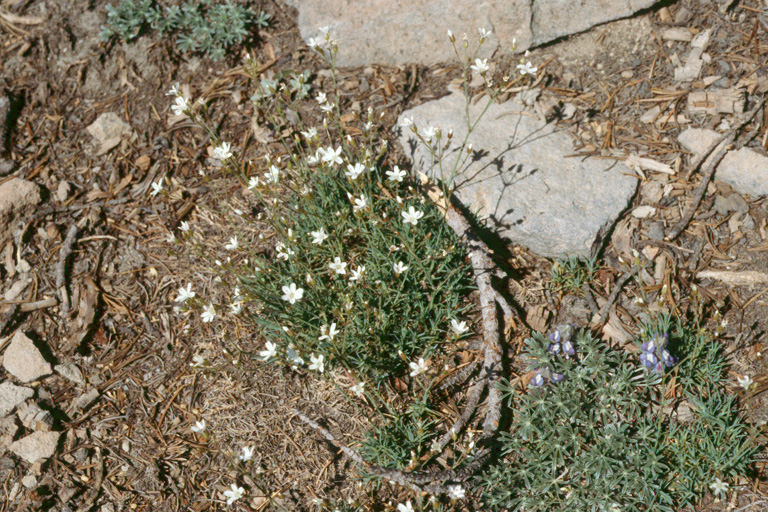 Eremogone aculeata Eremogone aculeata