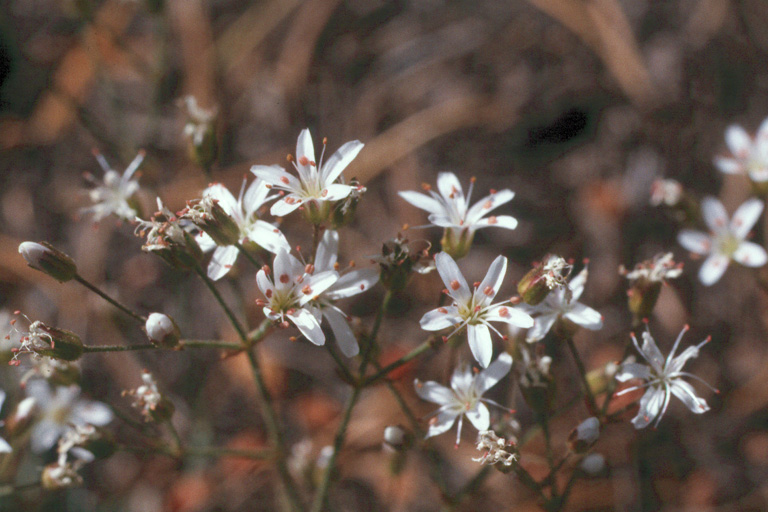 Eremogone aculeata Eremogone aculeata