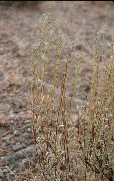 Artemisia arbuscula ssp. longicaulis