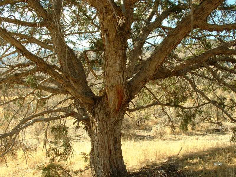 Juniperus osteosperma