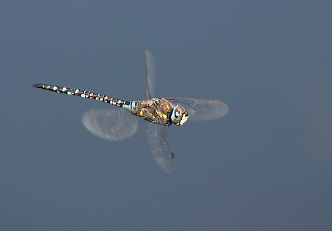 Aeshna mixta Aeshna mixta