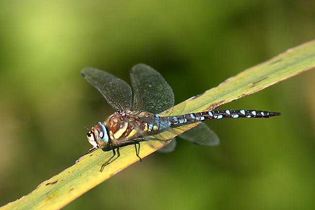 Aeshna mixta Aeshna mixta
