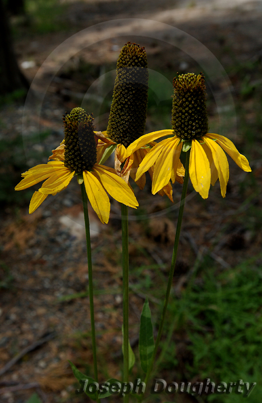 Rudbeckia californica Rudbeckia californica
