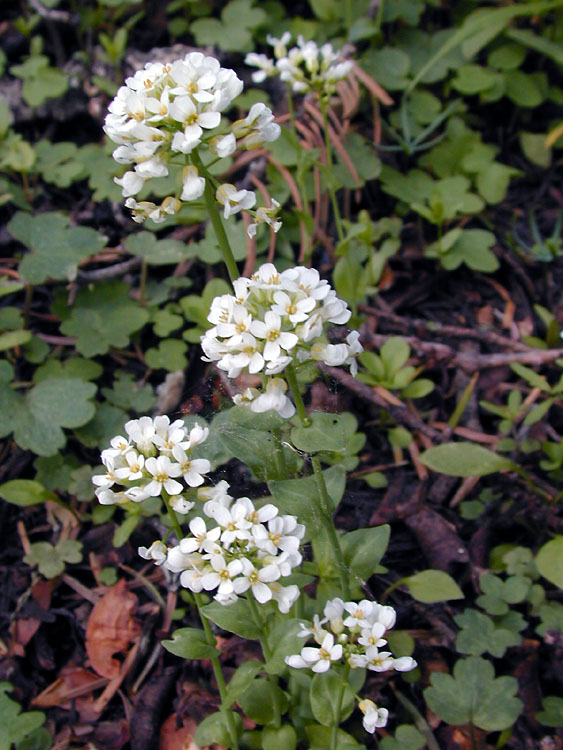 Thlaspi montanum