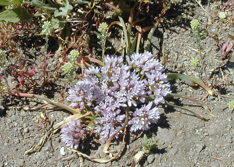 Allium siskiyouense