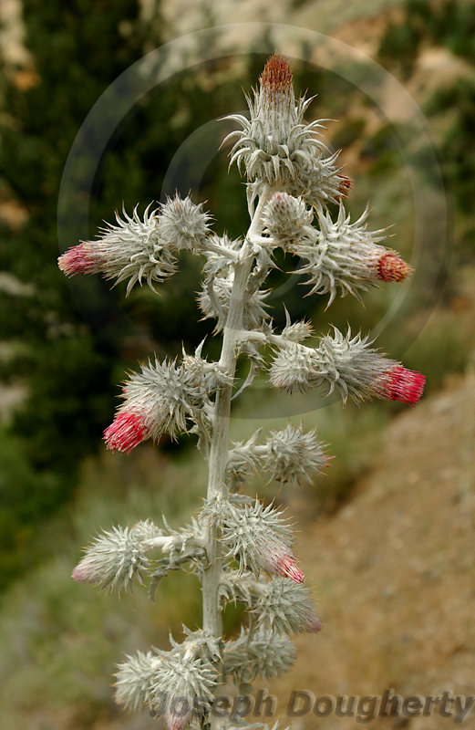 Cirsium occidentale var. candidissimum