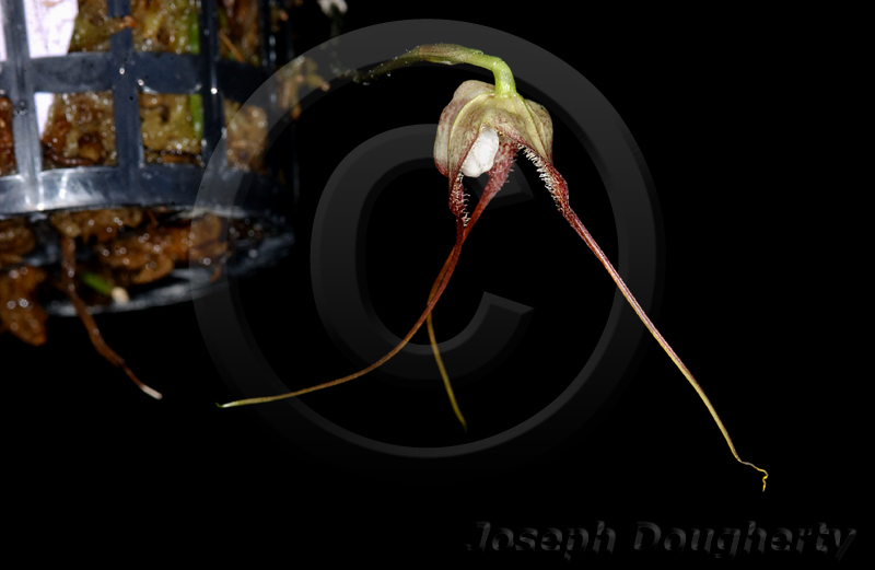Dracula amaliae Dracula amaliae