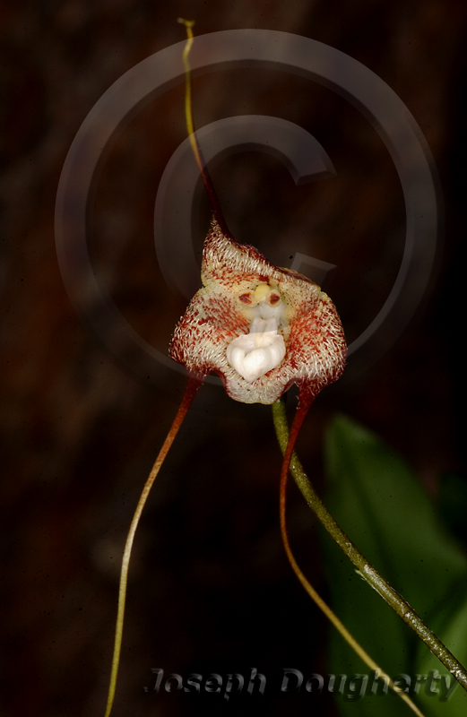Dracula amaliae Dracula amaliae