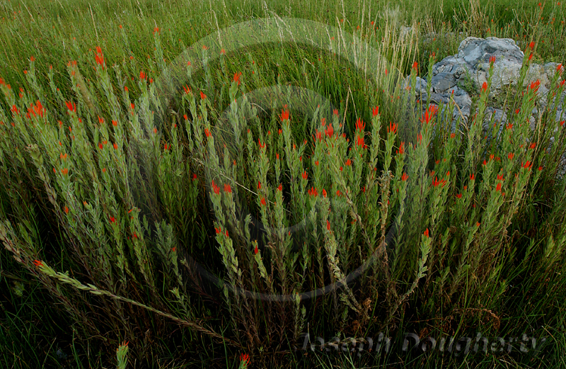 Castilleja applegatei