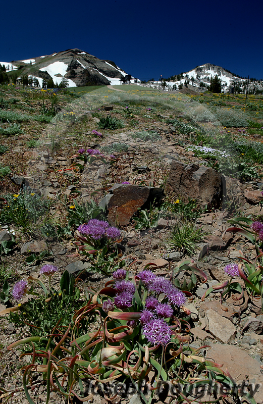 Allium platycaule Allium platycaule