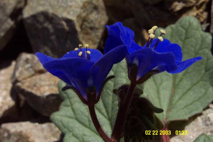 Phacelia nashiana Phacelia nashiana