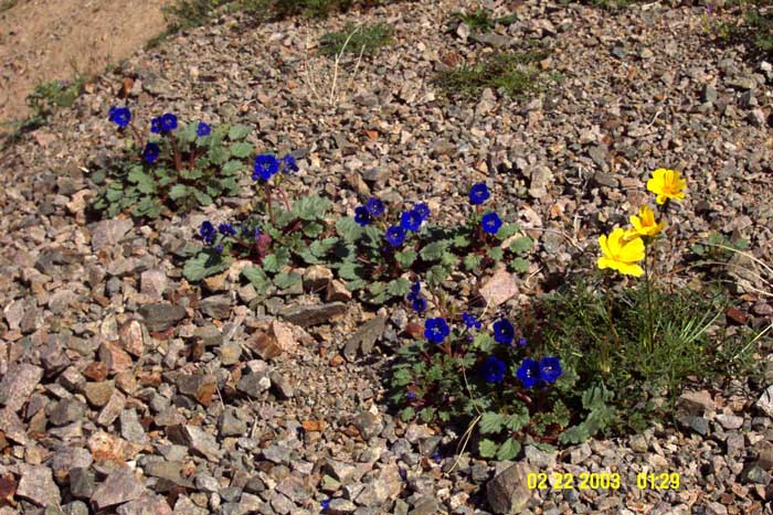 Phacelia nashiana Phacelia nashiana