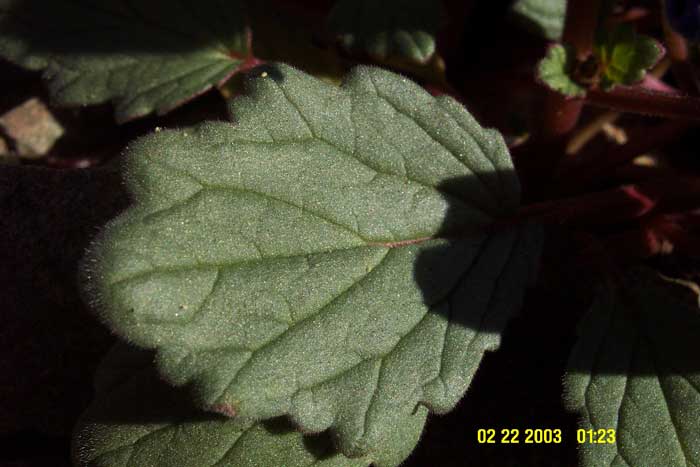 Phacelia nashiana Phacelia nashiana