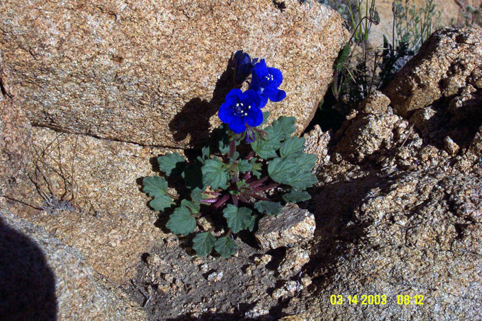 Phacelia nashiana Phacelia nashiana