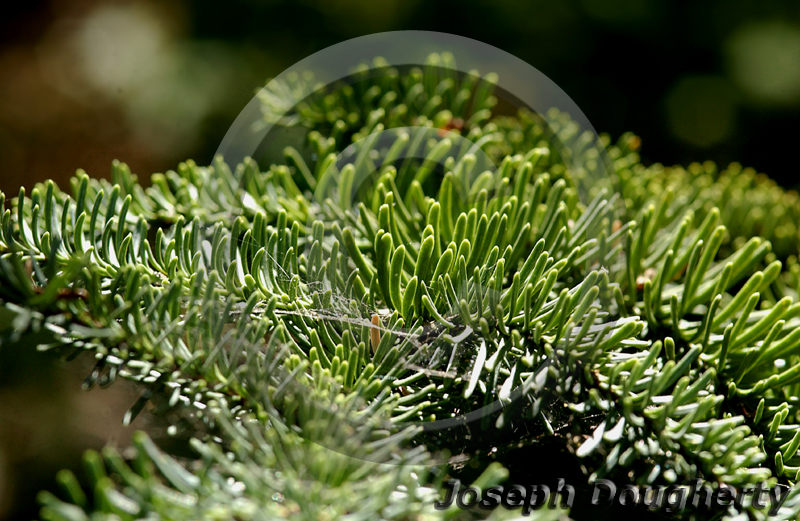Abies procera Abies procera