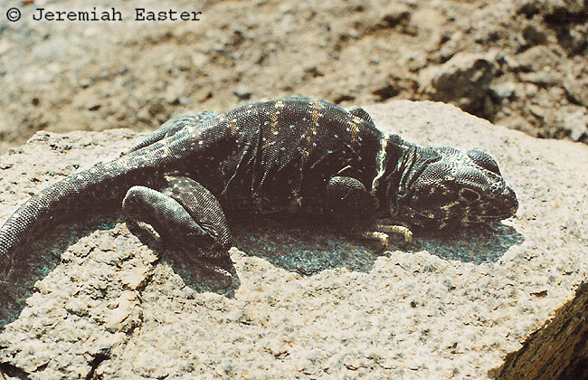 Crotaphytus bicinctores Crotaphytus bicinctores