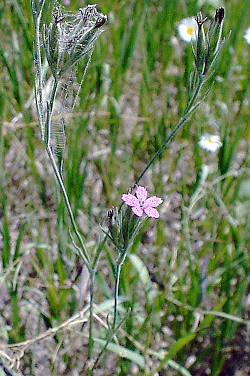 Dianthus armeria Dianthus armeria