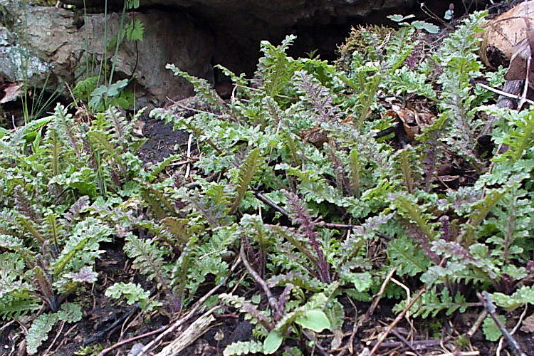 Pedicularis canadensis