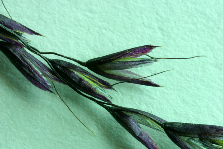 Calamagrostis purpurascens
