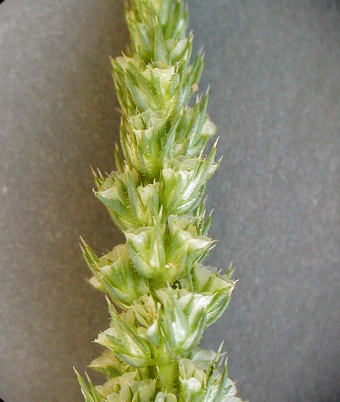 Amaranthus watsonii