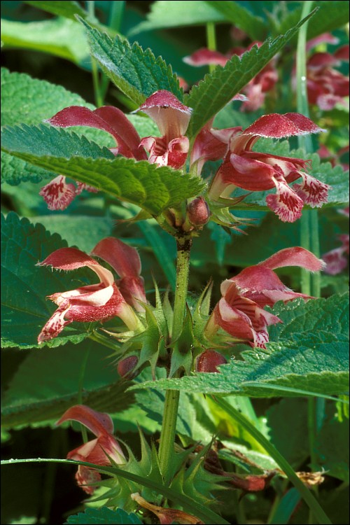 Lamium orvala