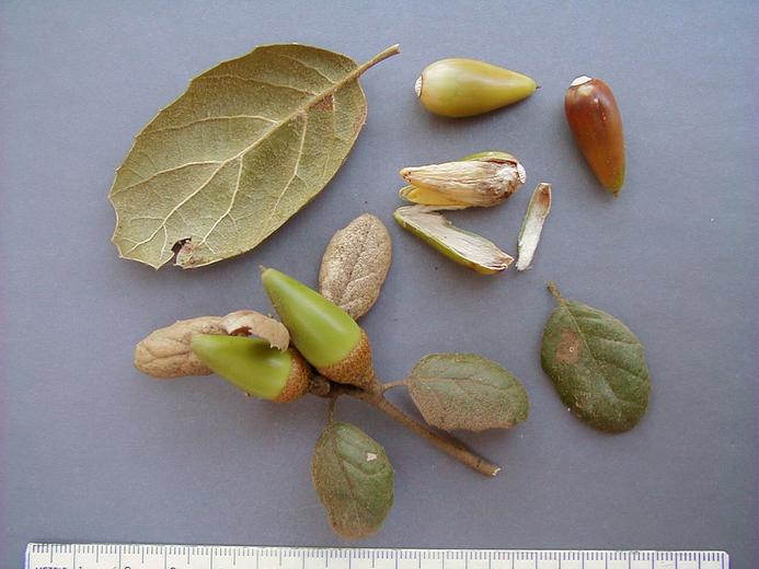 Quercus agrifolia var. oxyadenia