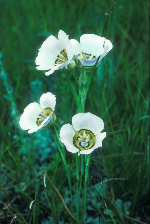 Calochortus gunnisonii Calochortus gunnisonii