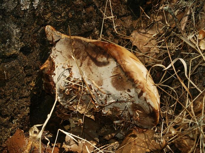 Ganoderma lucidum