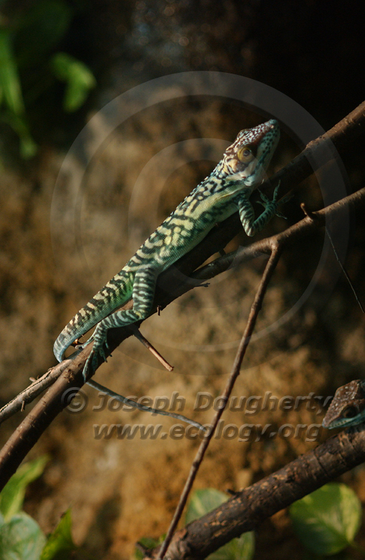 Anolis smallwoodi palardis