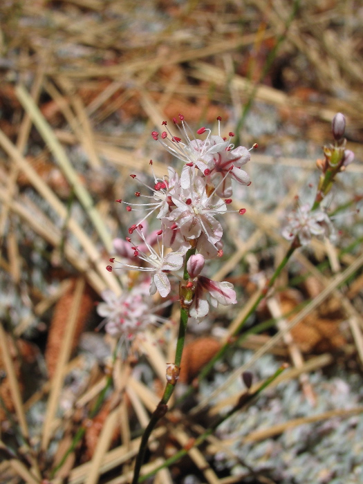 Eriogonum wrightii var. subscaposum