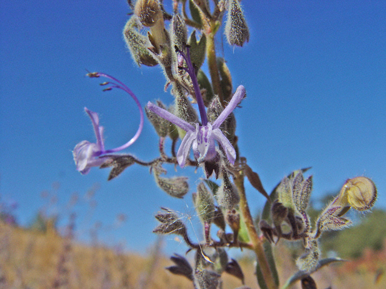 Trichostema lanceolatum Trichostema lanceolatum