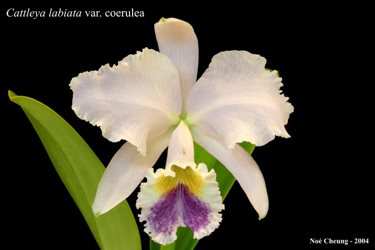 Cattleya labiata var. coerulea